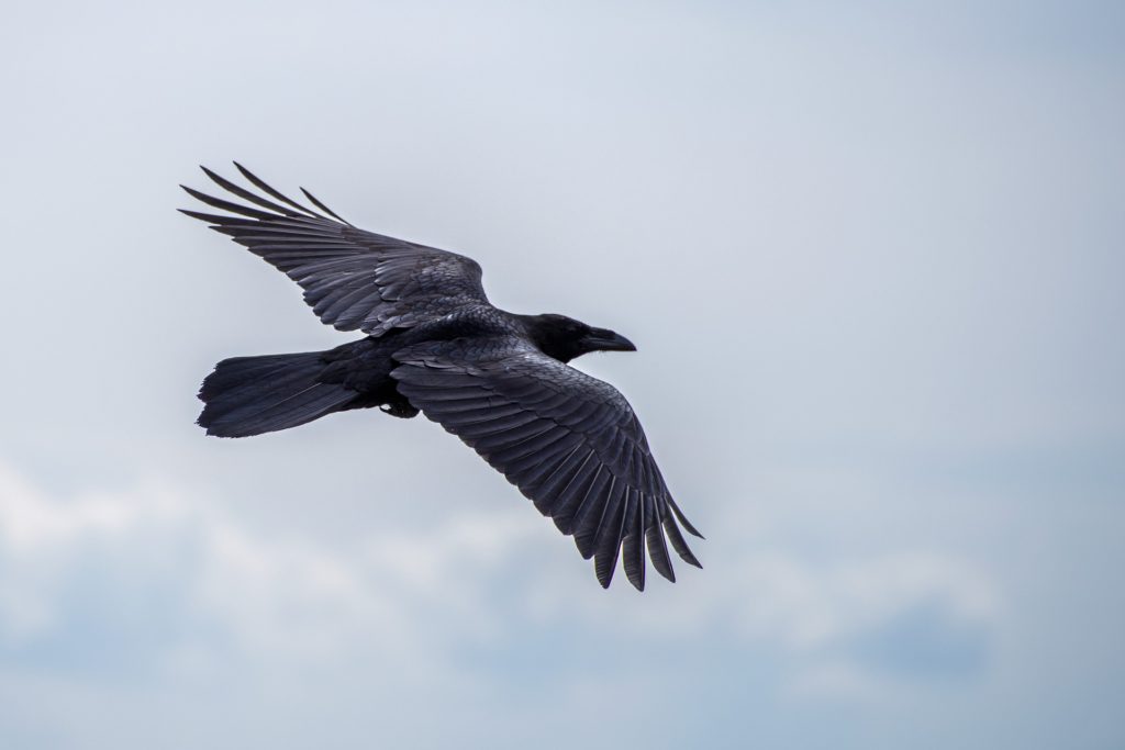 flying raven